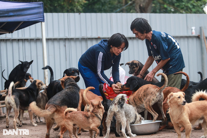 HCM City woman saves hundreds of dogs from slaughterhouses - 7