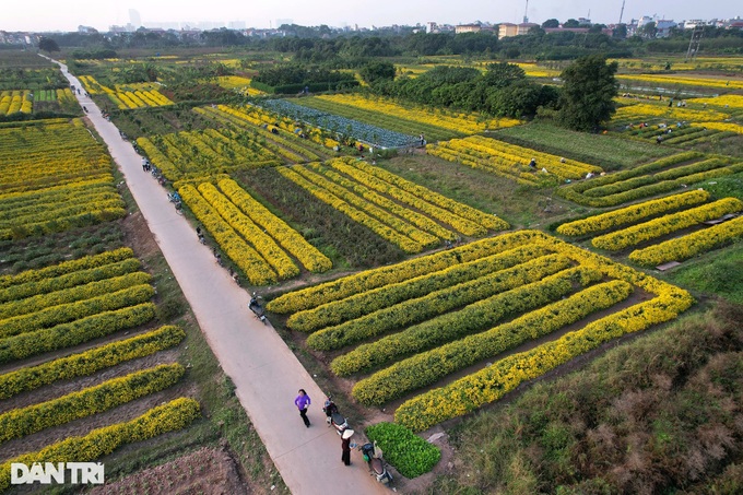 Blooming daisy season on Hung Yen - 1