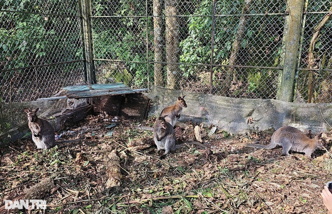 New home for four trafficked wallabies in Lao Cai - 2