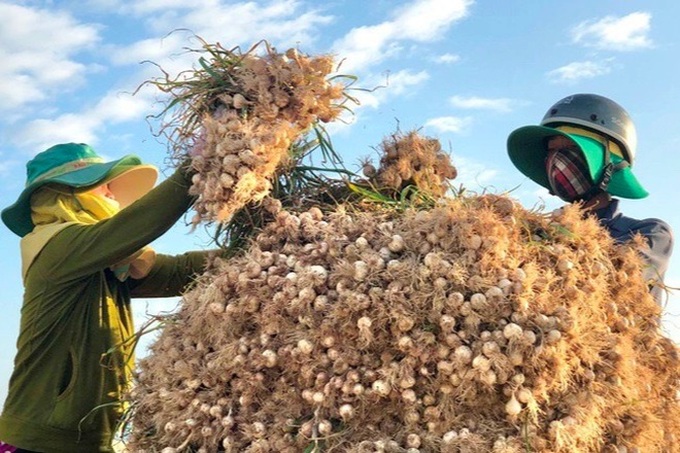 Ly Son Island faces high garlic inventory - 1