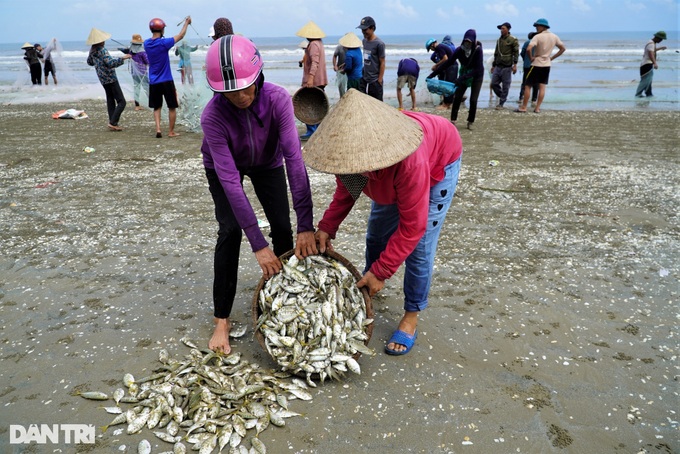 Ha Tinh fishermen enjoy big catches - 4