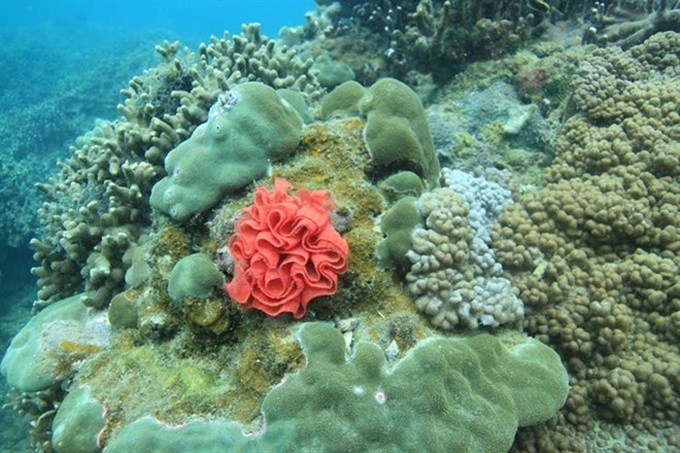 Coral reefs restored off Cham Island - 1