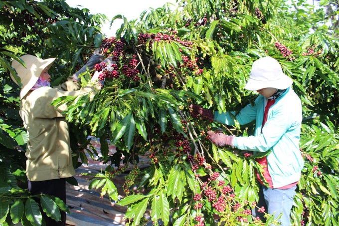 Lam Dong faces labour shortage for coffee harvesting season - 1 Lam Dong faces labour shortage for coffee harvesting season - 1