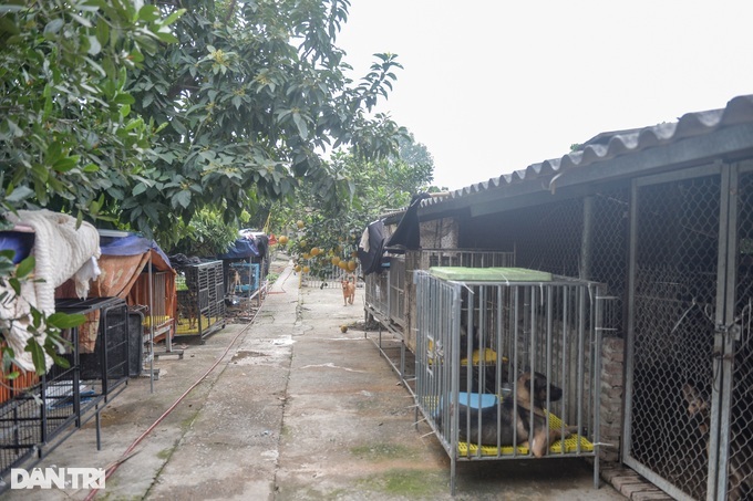 Hanoi group takes care of abandoned cats and dogs - 4 Hanoi group takes care of abandoned cats and dogs - 4