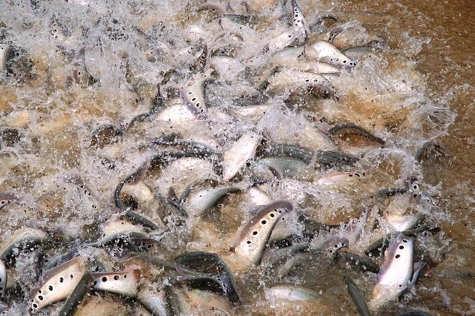 Can Tho fish breeder hopes to develop tourism from rare fish - 2 Can Tho fish breeder hopes to develop tourism from rare fish - 2