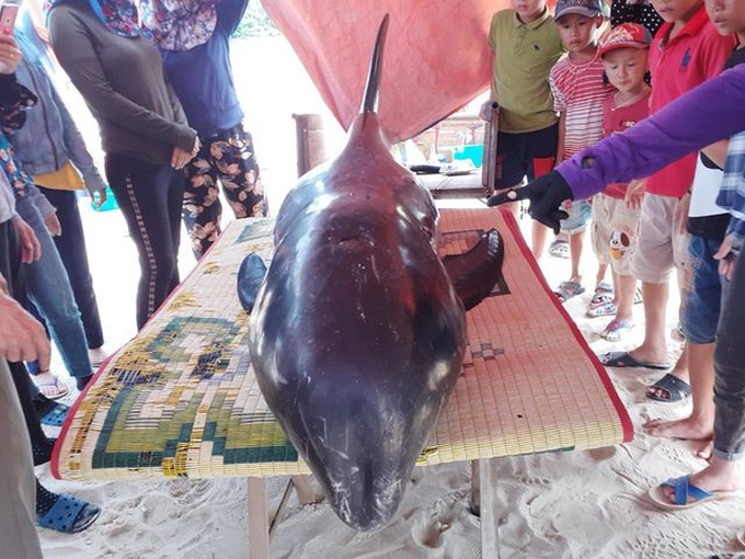 Stranded whale rescued at Ha Tinh beach - 1