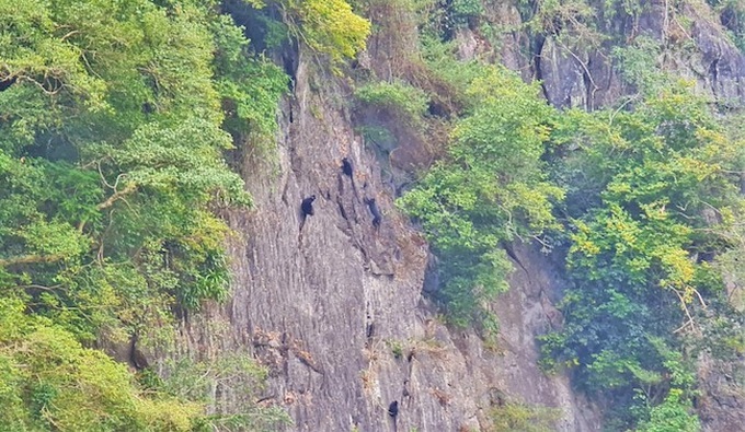Quang Binh tightens protection over white-cheeked gibbons - 1