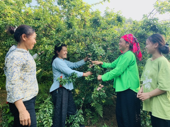 Plum season in Northwest Vietnam - 3 Plum season in Northwest Vietnam - 3