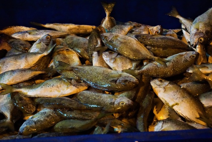 Busy night at central Vietnam’s largest fish port - 4