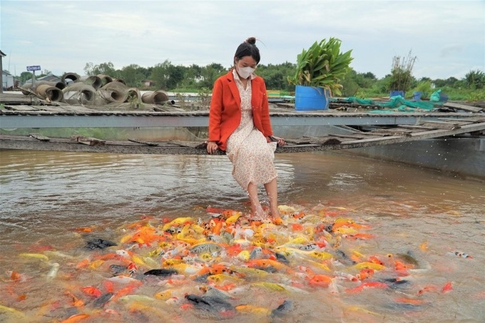 Can Tho fish breeder hopes to develop tourism from rare fish - 4 Can Tho fish breeder hopes to develop tourism from rare fish - 4