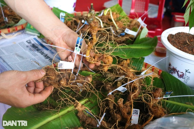 Ginseng helps Kun Tum ethnic families escape poverty - 3