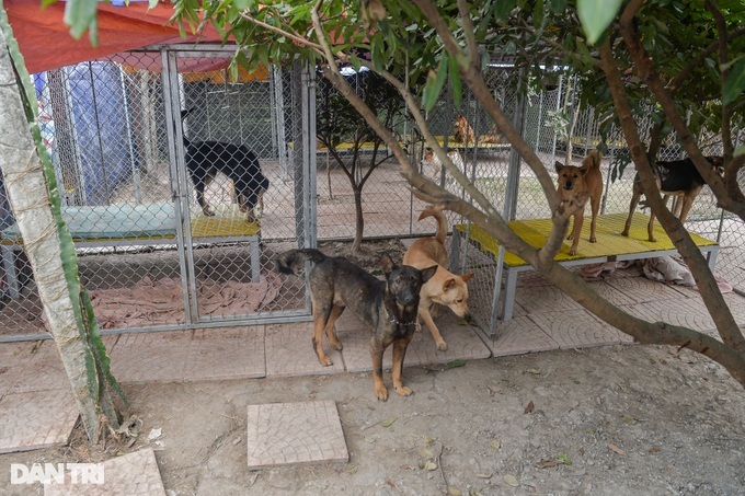 Hanoi group takes care of abandoned cats and dogs - 3 Hanoi group takes care of abandoned cats and dogs - 3
