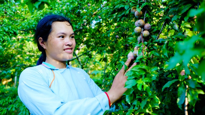 Plum season in Northwest Vietnam - 5 Plum season in Northwest Vietnam - 5