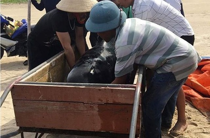 Stranded whale rescued at Ha Tinh beach - 2