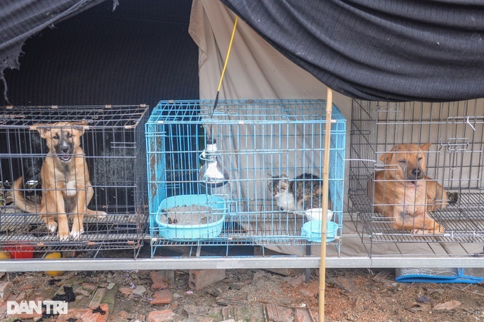 Hanoi group takes care of abandoned cats and dogs - 2 Hanoi group takes care of abandoned cats and dogs - 2