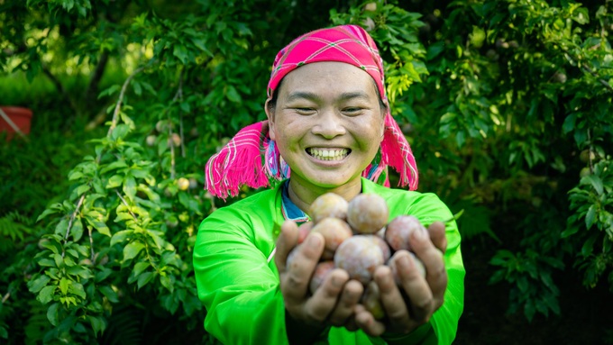 Plum season in Northwest Vietnam - 6 Plum season in Northwest Vietnam - 6