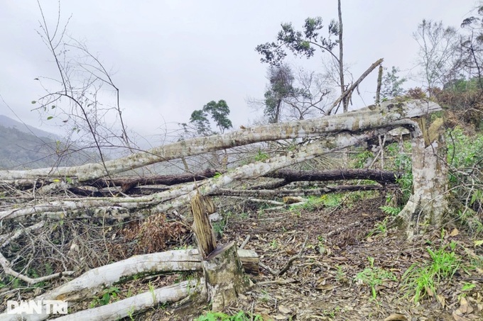 Large area of forest are destroyed in Kon Tum - 6