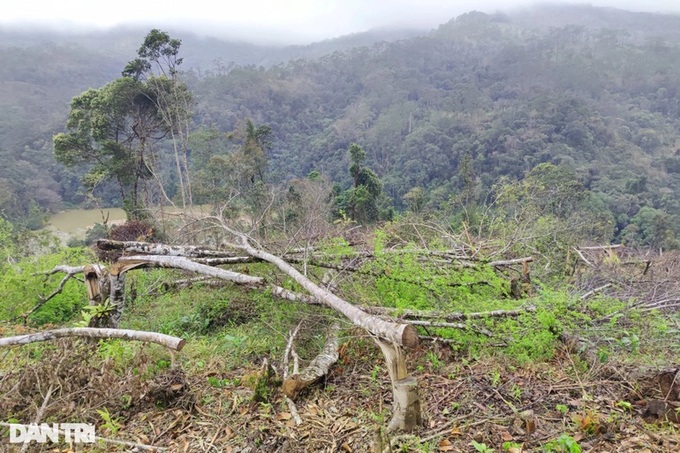 Large area of forest are destroyed in Kon Tum - 4