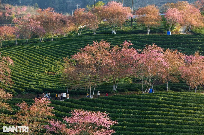 Cherry flowers start blooming in Sapa - 4 Cherry flowers start blooming in Sapa - 4