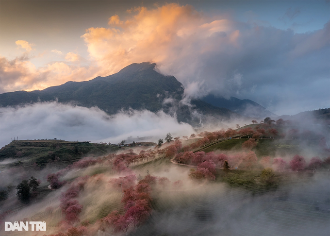 Cherry flowers start blooming in Sapa - 1 Cherry flowers start blooming in Sapa - 1
