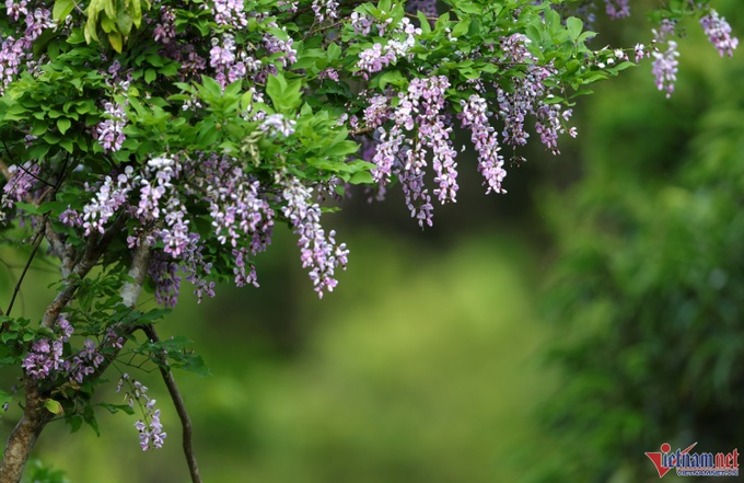 Son Tra Peninsula blooms - 6