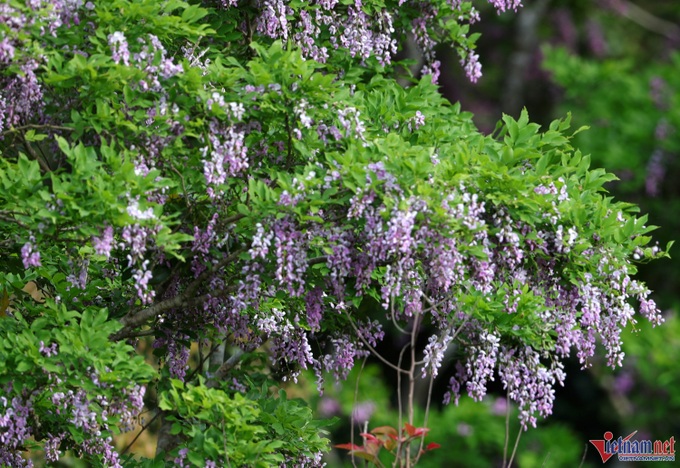 Son Tra Peninsula blooms - 5