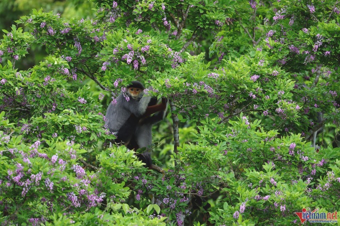 Son Tra Peninsula blooms - 3