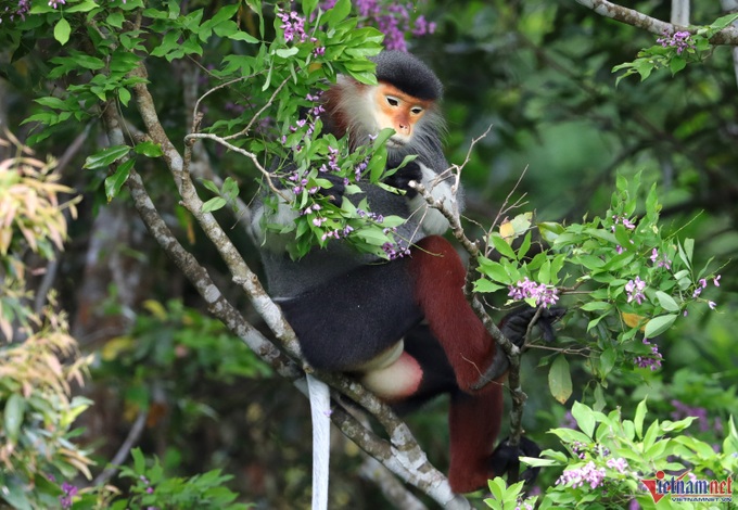 Son Tra Peninsula blooms - 9