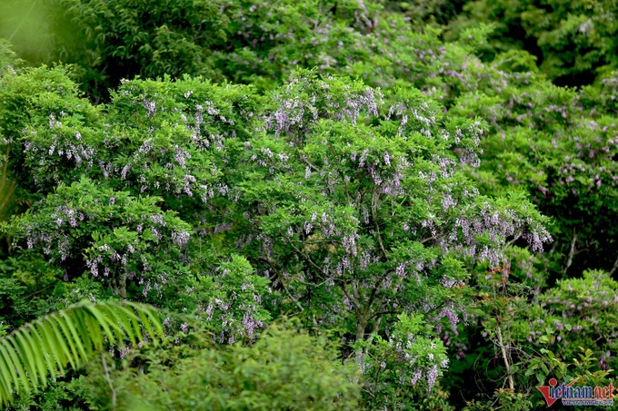 Son Tra Peninsula blooms - 2