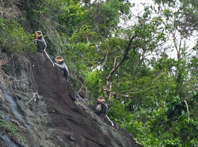 Grey-shanked douc langurs to have larger living area - 1