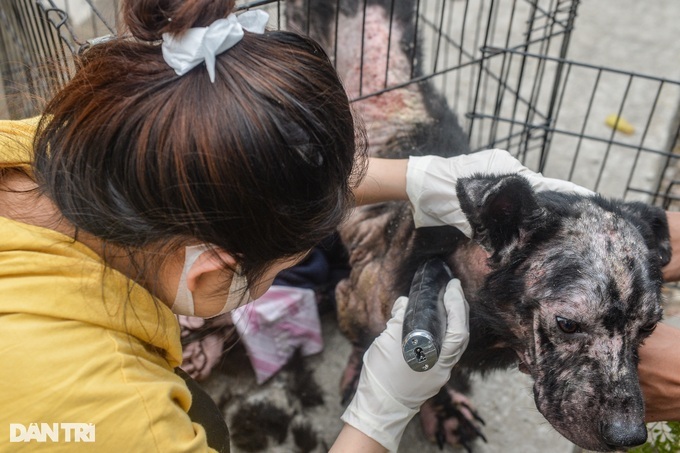 Hanoi group takes care of abandoned cats and dogs - 5 Hanoi group takes care of abandoned cats and dogs - 5