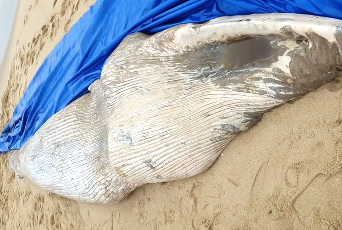 Whale found dead on Quang Binh Beach - 1