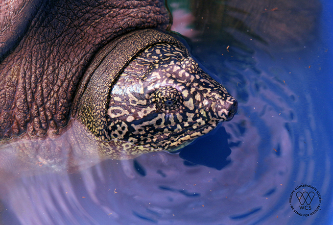 Experts prepare to captively-breed world's rarest turtle - 1 Experts prepare to captively-breed world's rarest turtle - 1