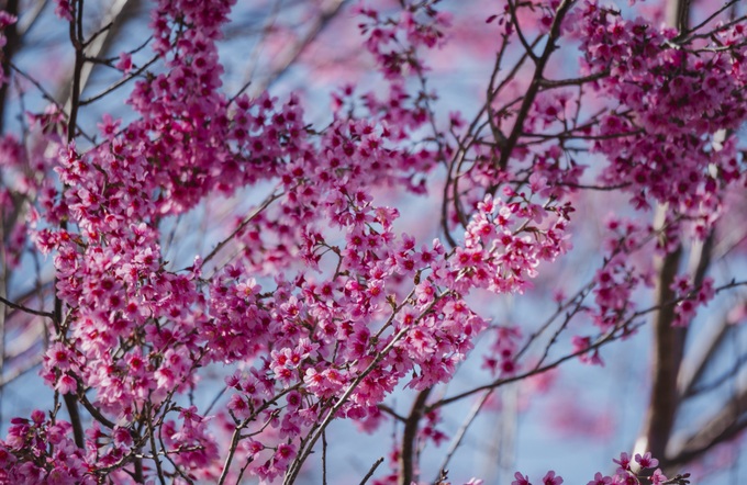 Dalat attracts cherry blossom season visitors - 1