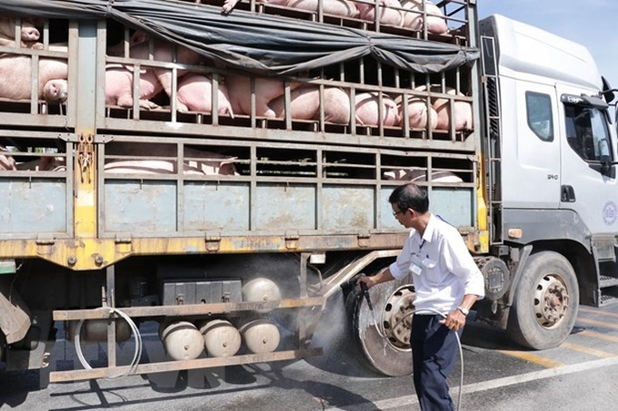 African swine fever continues to spread - 1