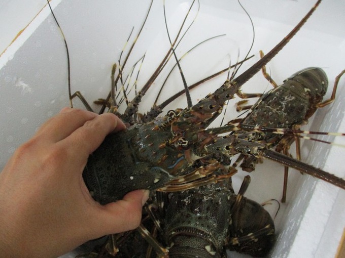 Chinese demand for Vietnamese lobsters falls - 1 Chinese demand for Vietnamese lobsters falls - 1