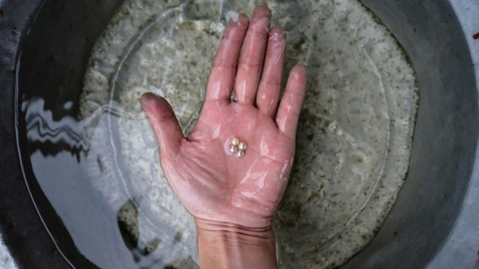 Scientist looks to resurrect Hong Kong's 'Pearl of the Orient' past - 1