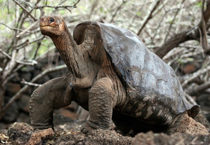 Relative of extinct tortoise located in Galapagos - 1