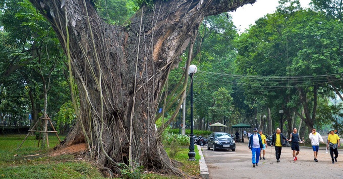 Old trees at Hanoi Botanical Gardens dying - 2