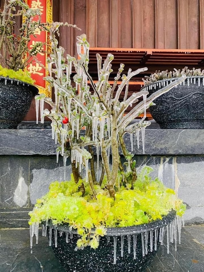 Frost appears on Fansipan Mountain - 9