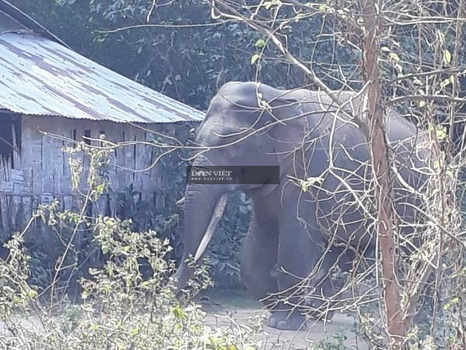 Elephants destroy crops in Dong Nai - 1 Elephants destroy crops in Dong Nai - 1