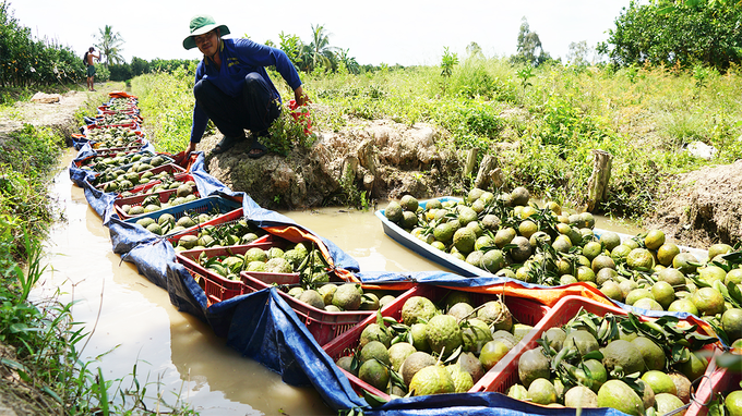 Vinh Long famers face large orange stockpile - 1 Vinh Long famers face large orange stockpile - 1