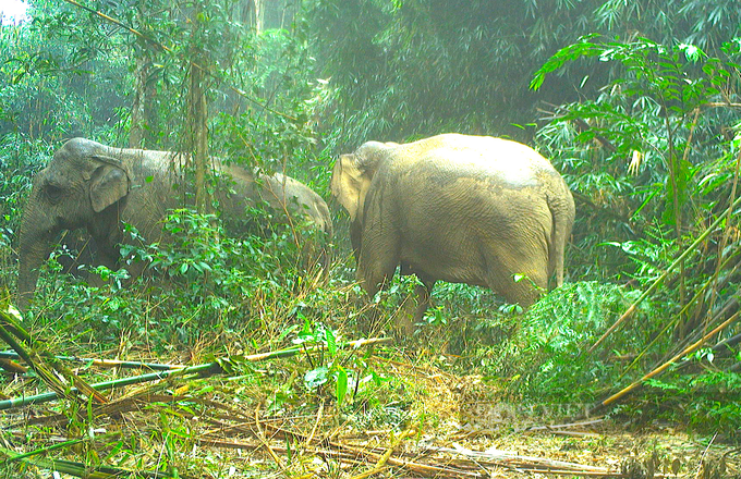 Two wild elephants spotted at Ha Tinh national park - 3