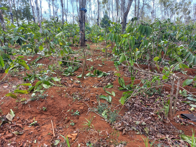 Over 1,000 coffee trees felled down due to land disputes in Gia Lai - 1