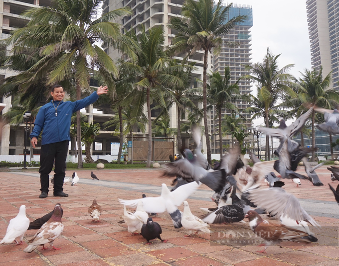 Danang man spends over decade caring for 1,000 pigeons - 1 Danang man spends over decade caring for 1,000 pigeons - 1
