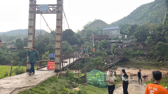 Six cows killed in lightning strike in Son La - 2