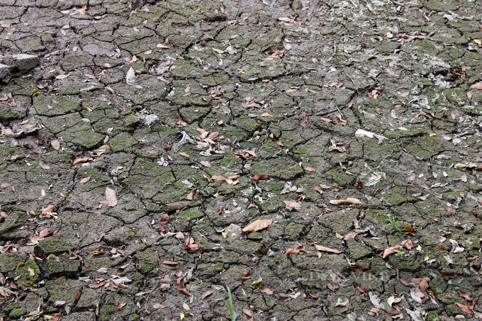 Lake at Hanoi Botanical Gardens dries up - 4