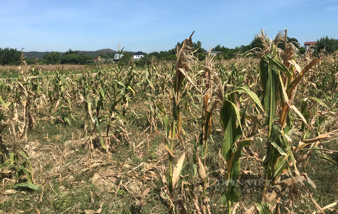 Rice dying in Nghe An droughts - 3 Rice dying in Nghe An droughts - 3