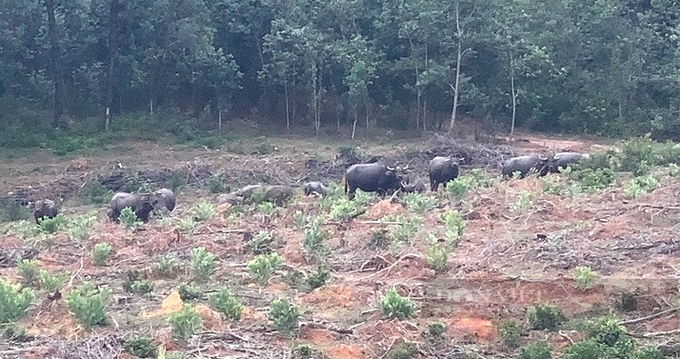 Feral buffalo plague Quang Tri residents - 1 Feral buffalo plague Quang Tri residents - 1