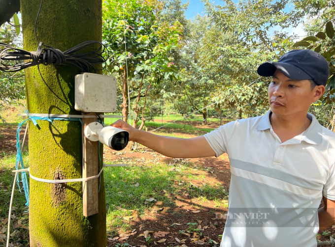 Dak Lak farmers protect durians amid rising prices - 3 Dak Lak farmers protect durians amid rising prices - 3